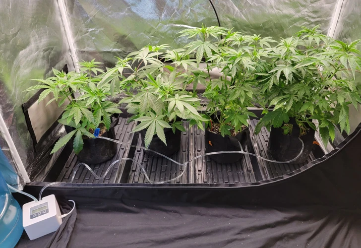 Organic Watering Methods For Growing High-Quality Cannabis