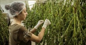 picking marijuana seeds