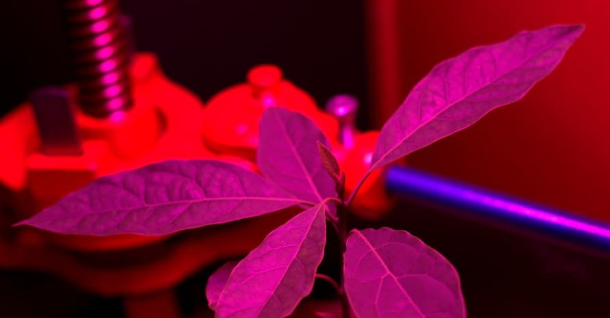 plant under led light