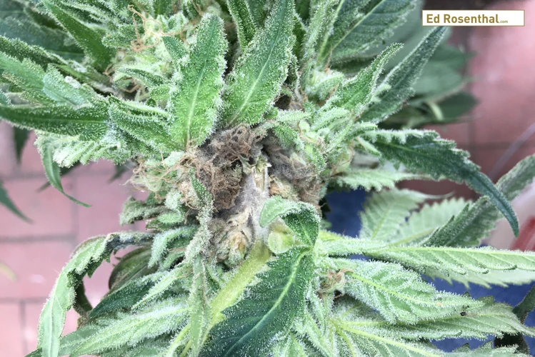 Preventing And Treating Mold And Mildew On Cannabis Plants