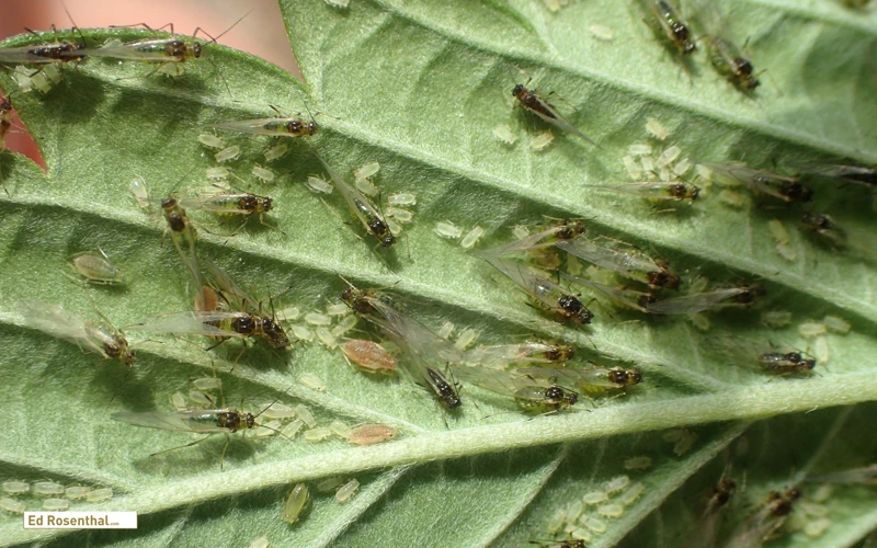Preventing Aphid Infestations