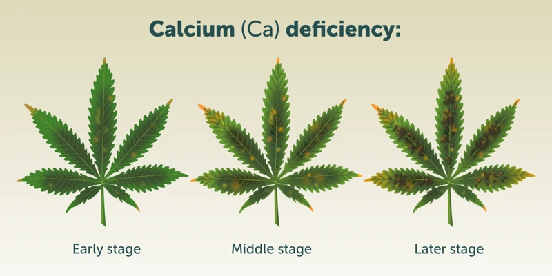Preventing Calcium Deficiency