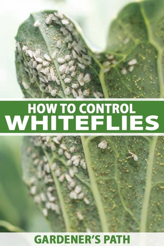 Preventing Whiteflies Infestation