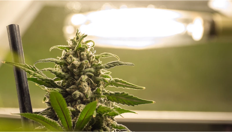 Prevention Of Light Burn And Light Bleaching In Cannabis Plants