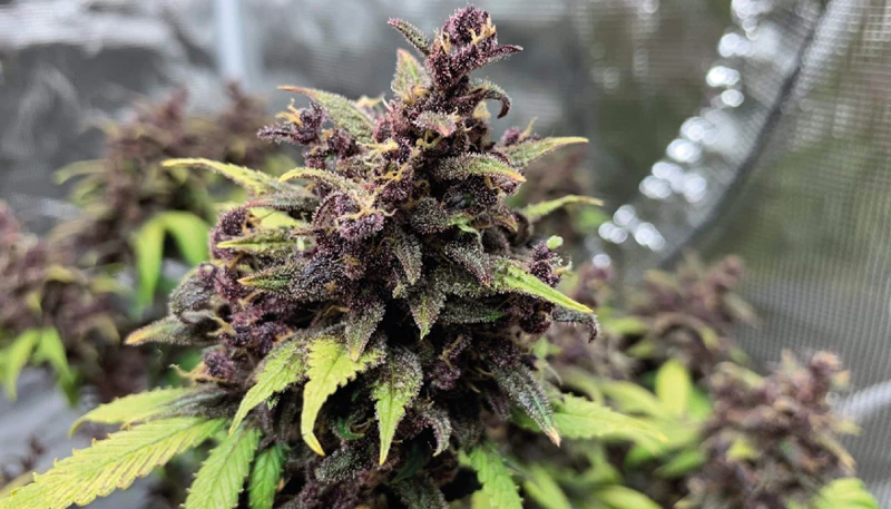 Pros Of Growing Auto-Flowering Strains