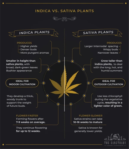 Sativa Cannabis