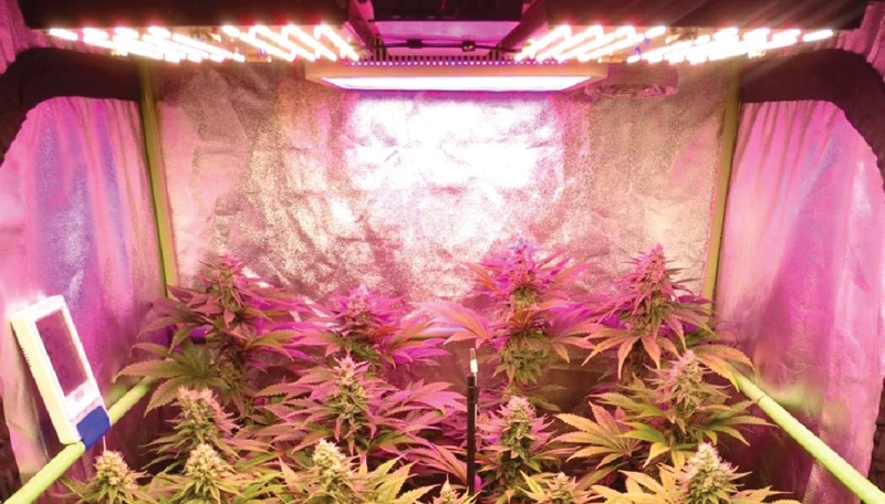 Setting Up Full Spectrum Grow Lights For Cannabis Plants