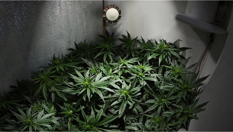 Setting Up Your Indoor Grow Room