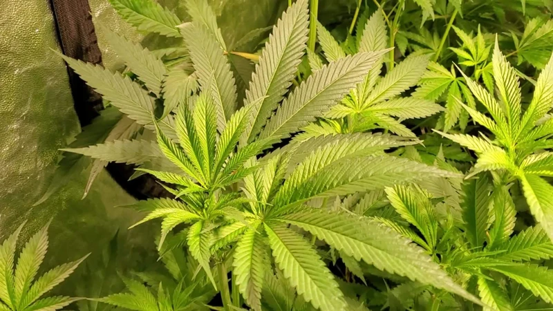 Signs Of High Humidity In Cannabis Plants To Watch For