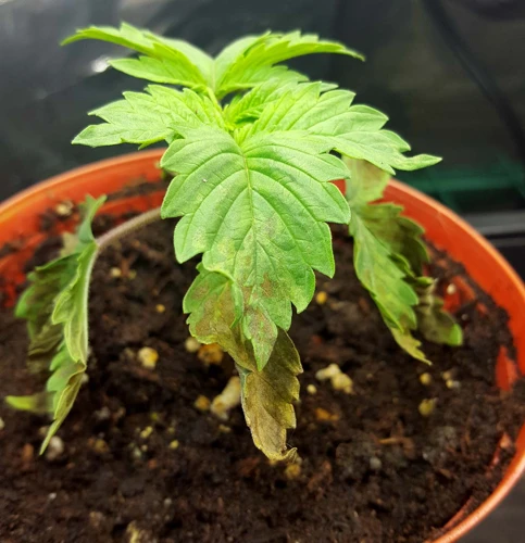 Signs Of Over-Watering Cannabis Plants