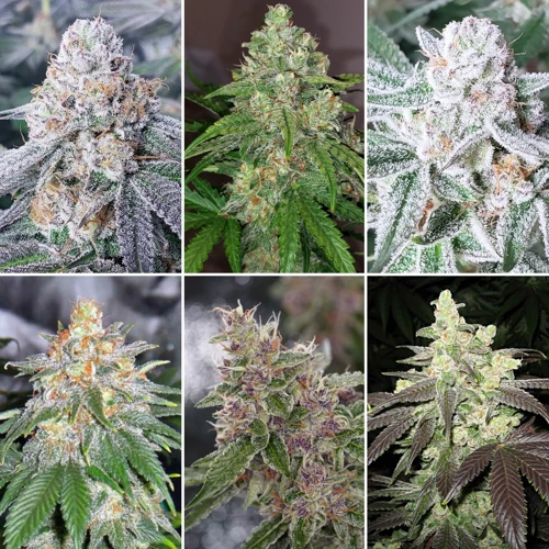 Signs That Buds Are Ready For Harvesting