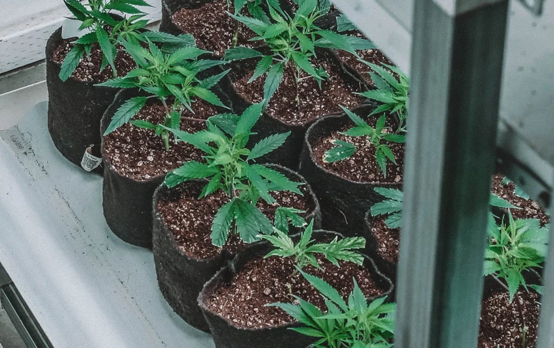 Steps For Growing Cannabis Indoors