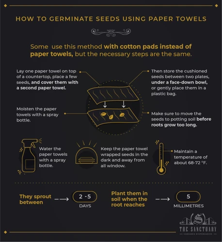 Steps To Germinate Seeds Using Soil
