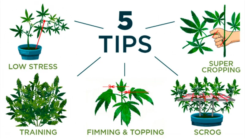 Techniques For Trimming