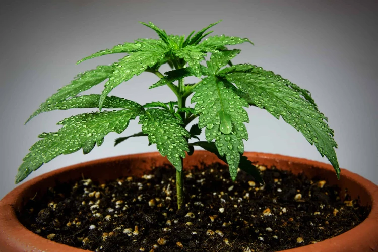 Testing Soil Blend For Cannabis Growth