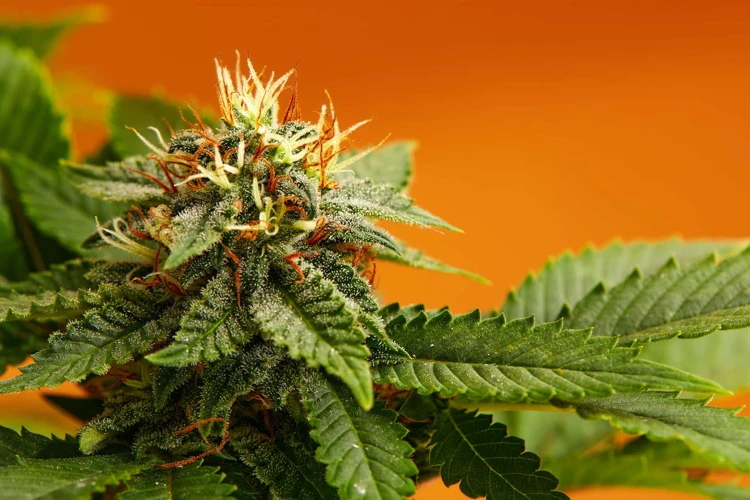 The Advantages And Disadvantages Of Growing Disease-Resistant Cannabis Strains