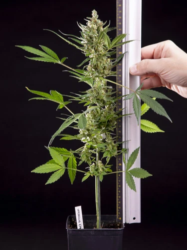 The Advantages Of Auto-Flowering Strains