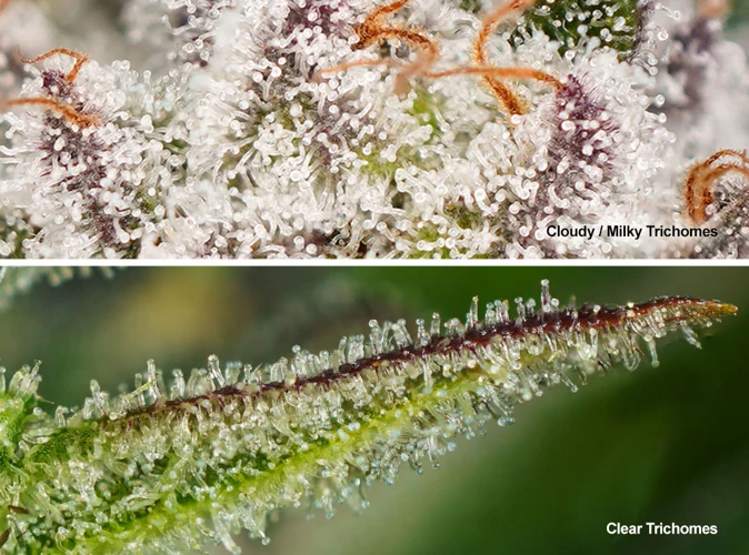 The Advantages Of Using A Microscope When Harvesting Cannabis