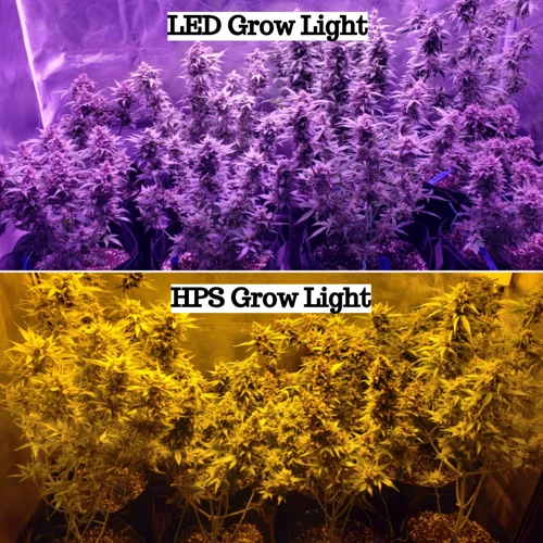 The Basics Of Grow Lights