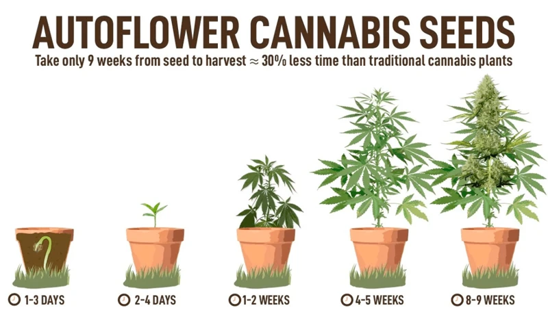 The Benefits Of Auto-Flowering Cannabis Plants