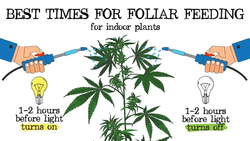 The Benefits Of Foliar Feeding For Cannabis Plants