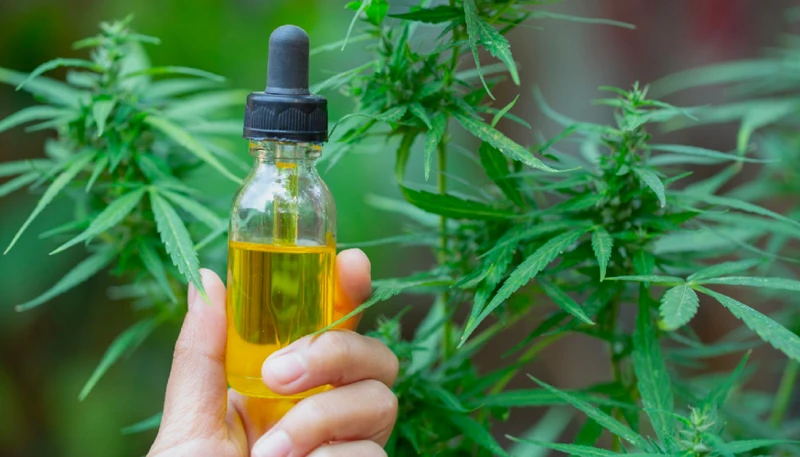 The Benefits Of Using Neem Oil In Cannabis Cultivation