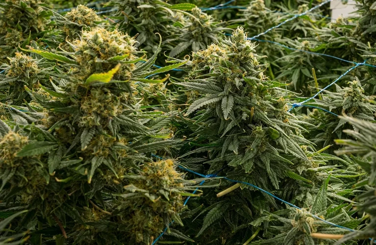 The Best Nutrients For High-Yielding Strains
