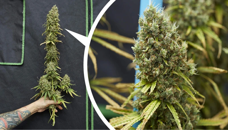 The Best Time To Harvest Different Types Of Cannabis Plants