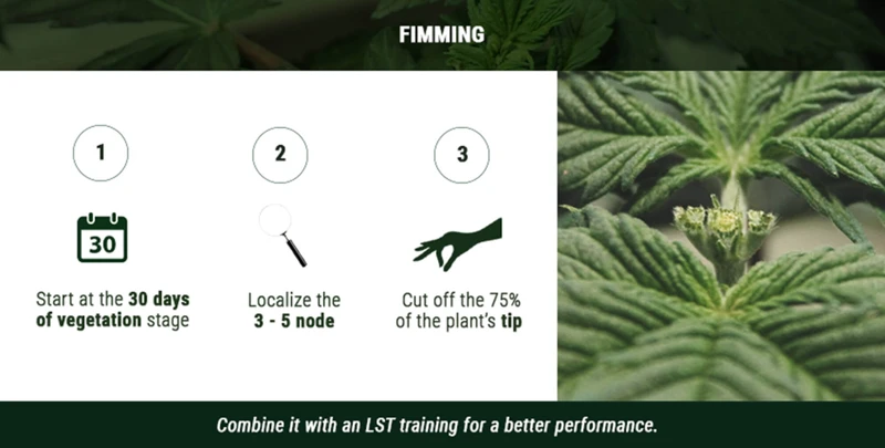 The Common Mistakes To Avoid When Fimming Cannabis Plants