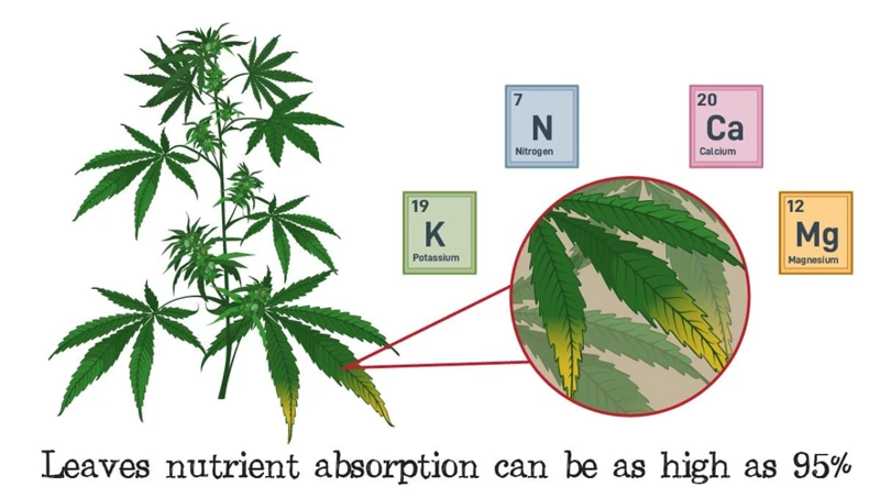The Cons Of Using A Foliar Spray On Your Cannabis Plants