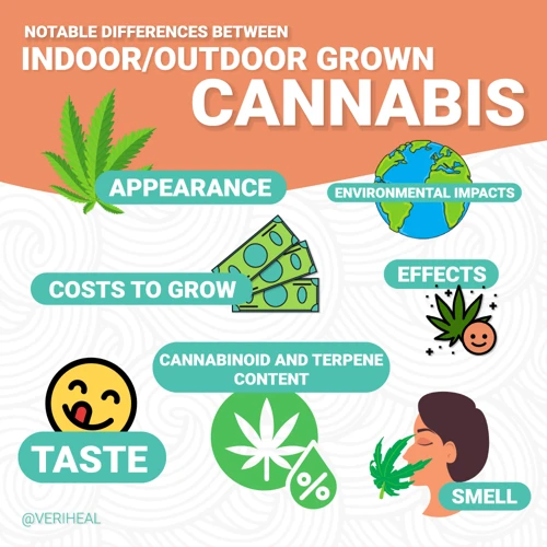 The Cost Of Growing Cannabis Outdoors