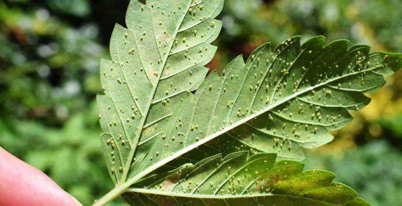 The Dangers Of Aphids In Cannabis Gardens