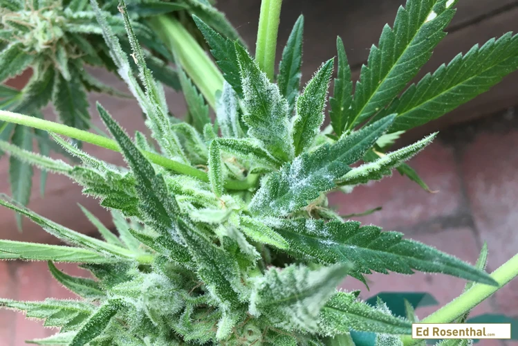 The Dangers Of Mold And Mildew On Cannabis Plants