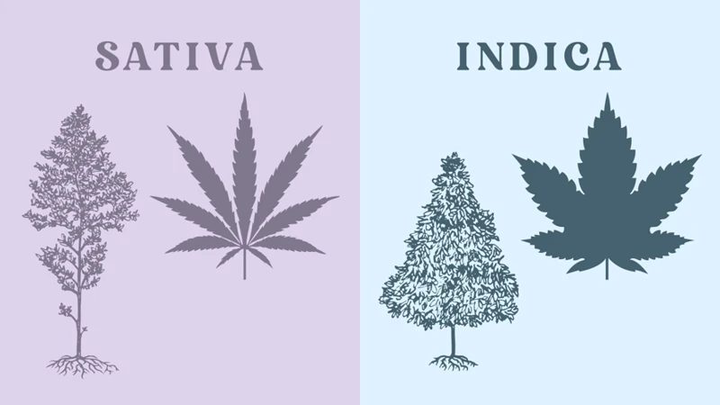 The Development Of Cannabis Hybrids