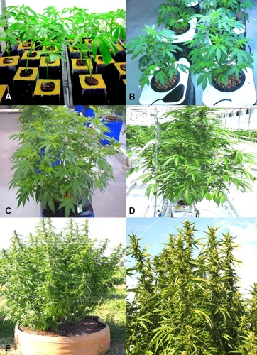 The Different Types Of Microscopes For Harvesting Cannabis