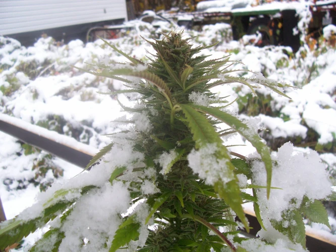 The Effects Of Low Temperatures On Cannabis Growth