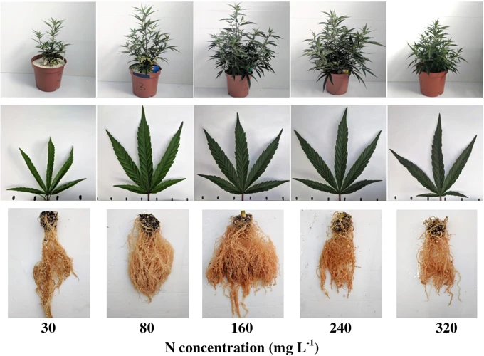 The Effects Of Temperature Fluctuations On Cannabis Growth