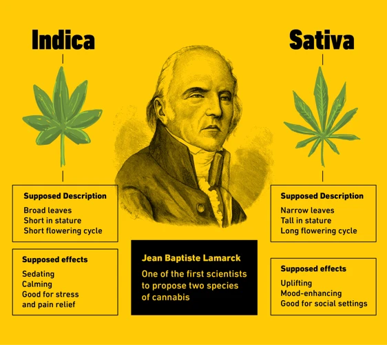 The Emergence Of Indica And Sativa