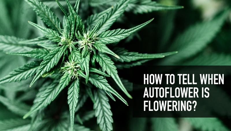 The Flowering Stage Explained