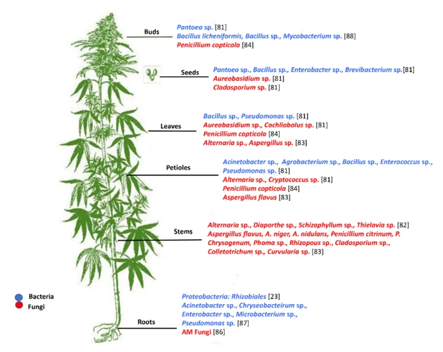 The Future Possibilities Of Disease-Resistant Cannabis Strains