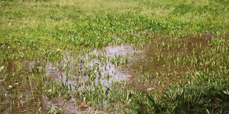 The Impacts Of Over-Watering