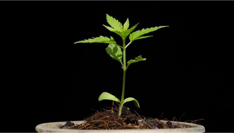 The Importance Of Healthy Soil For Cannabis