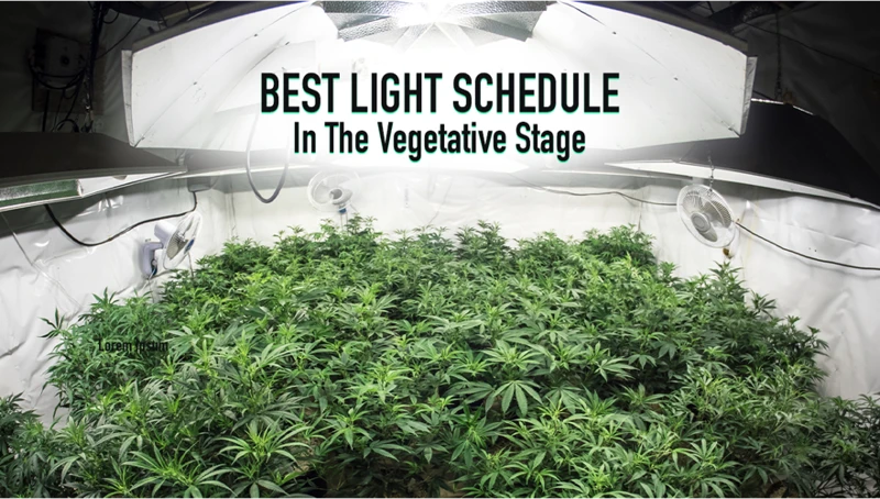 The Importance Of Light Schedule For Cannabis Plants