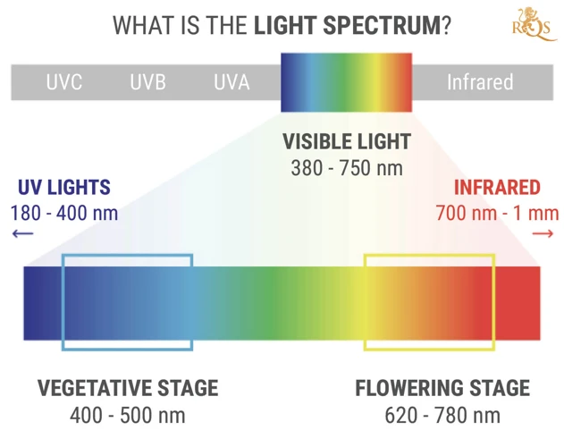 The Importance Of Light Spectrum For Cannabis Germination