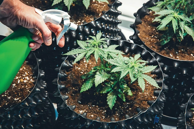 The Importance Of Pesticides For Cannabis Cultivation