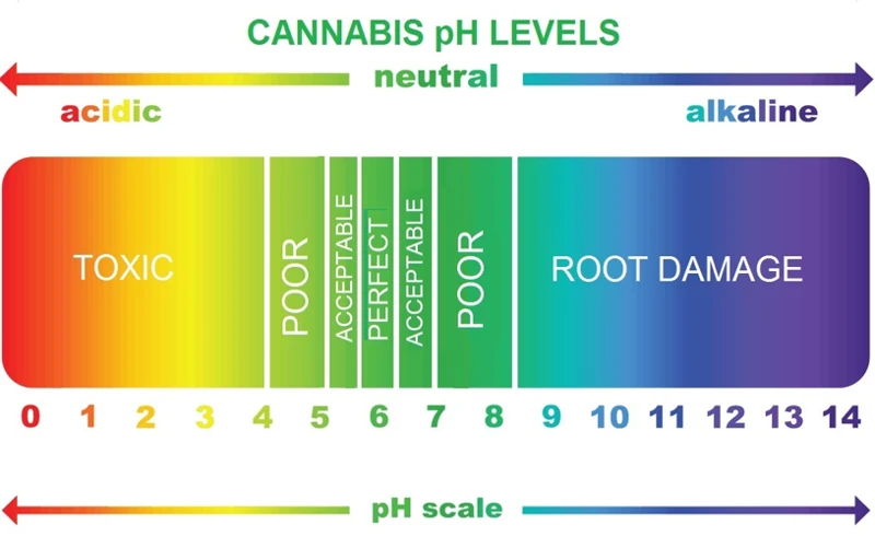 The Importance Of Ph Level In Cannabis Growing
