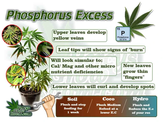 The Importance Of Phosphorus In Cannabis Plants
