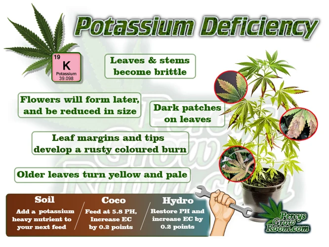 The Importance Of Potassium In Cannabis Growth