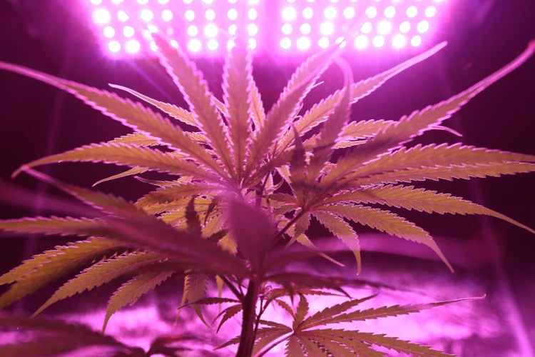 The Importance Of Temperature And Humidity In Cannabis Growth