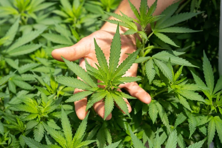 The Optimal Npk Ratio For Cannabis Growth